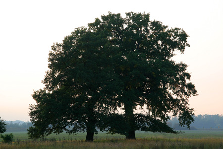 oak treeの写真素材