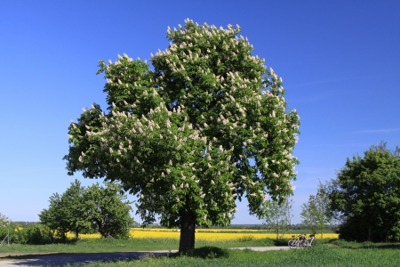 chestnut treeの写真素材