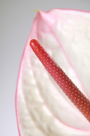 Anthuriumの写真素材