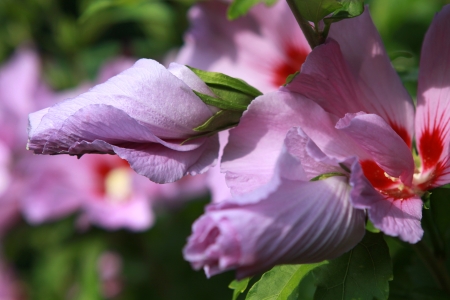 Hibiscusの写真素材