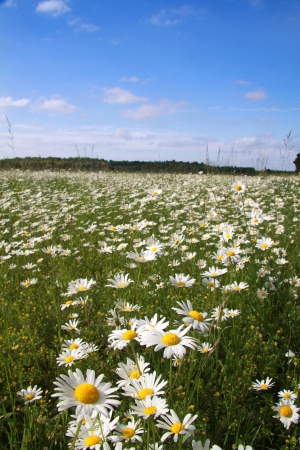 daisiesの写真素材