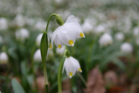 Daffodilsの写真素材