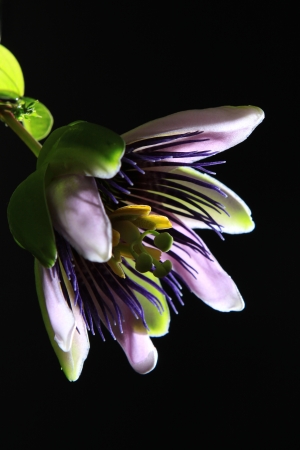 Passifloraの写真素材