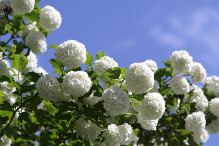 Snowballの写真素材