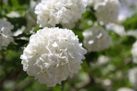 Snowball