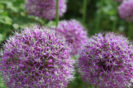 Allium