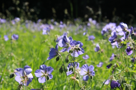 Cranesbillの写真素材