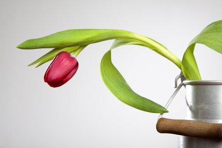 Tulipの写真素材