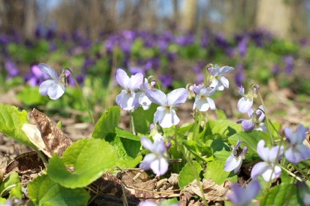 Violet