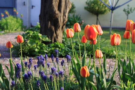 home gardenの写真素材