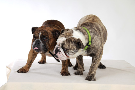 english bulldogの写真素材