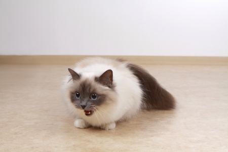 Birmanの写真素材