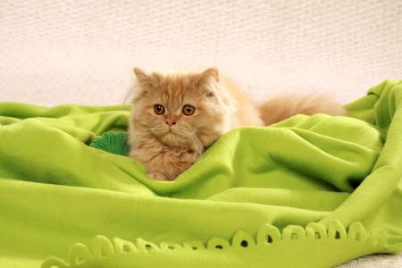 mohair catの写真素材