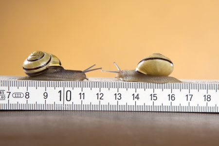 snailsの写真素材