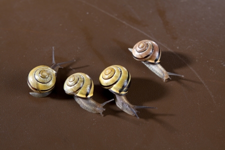 snailsの写真素材
