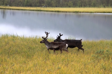 Sarek National Parkの写真素材