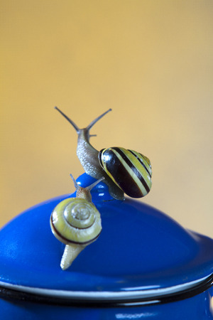 snailの写真素材