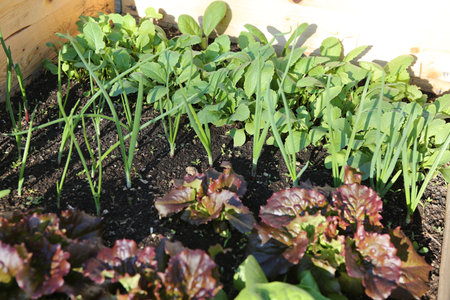 Different types of vegetables in a raised bed. Different types of vegetables in a raised bed