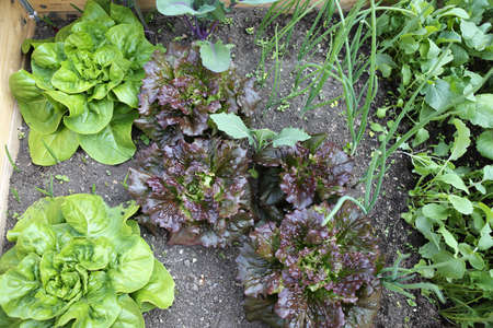 Different types of vegetables in a raised bed. Different types of vegetables in a raised bed