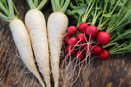 red radishes and white radishes