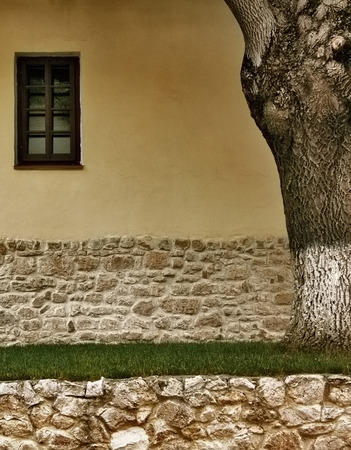 the tree by the old yellow wallの写真素材