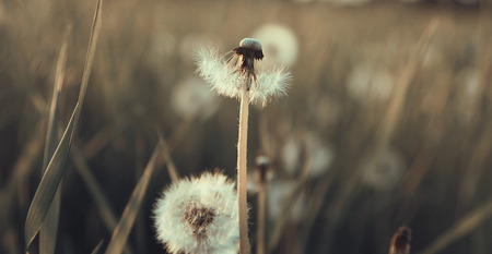 dandelions in the fieldの写真素材