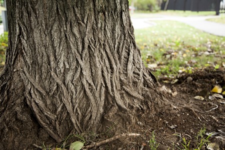 the pattern on the tree trunk, grass background. Russia.