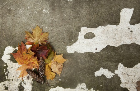 the maple leaves on the background stone wallの写真素材