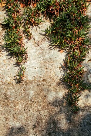 Carpobrotus frame on the stone wall. Background with copy space.