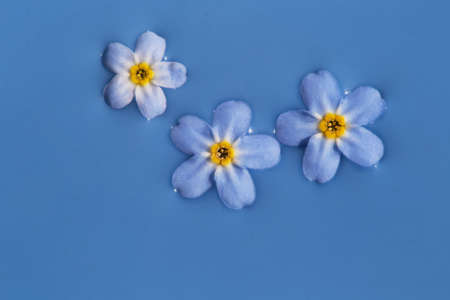 Blue matcha latte made of anchan with forget-me-nots macro. Trendy healthy drink with nice...