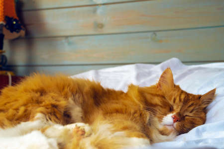 red cat sleeps against a wooden blue wallの写真素材