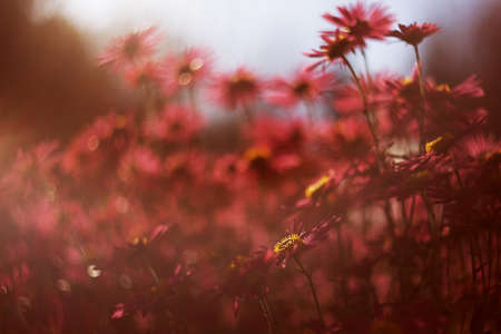Red autumn chrysanthemums in the sun light with bees and beautiful bokeh