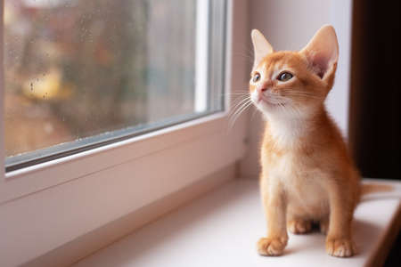 Pretty abyssinian kitten sitting on the windowsill and watching autumn rain through the windowの写真素材