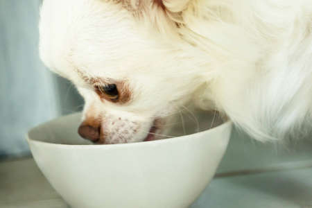 A closeup portrait of a white dog eating from bowl. Chihuahua breed.の写真素材
