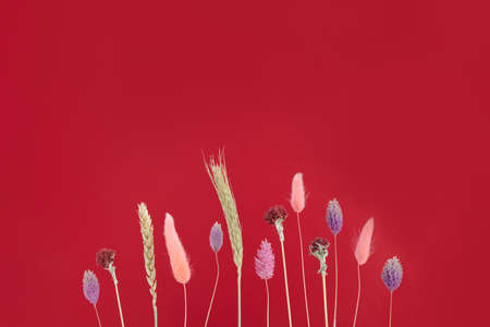 Red autumn background with various colorful dried flowers and ears of wheat. Copy space