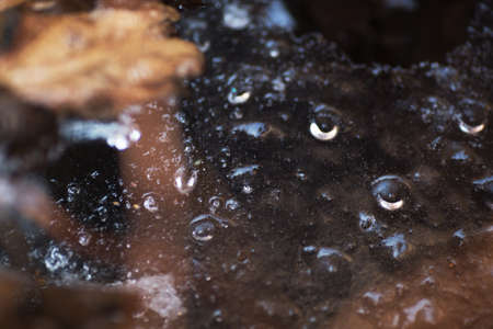 Winter abstract background with ice, drops and yellow leaves. Copy space