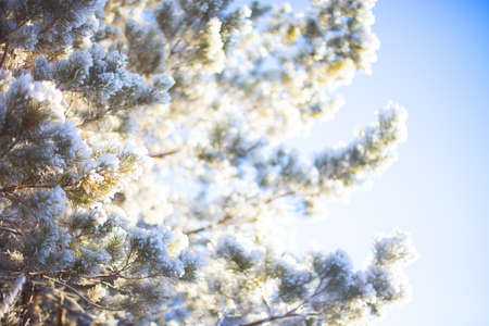 Iced spruce trees. Frosty and sunny winter day. Christmas and new year holidays. Copy space. Winter...