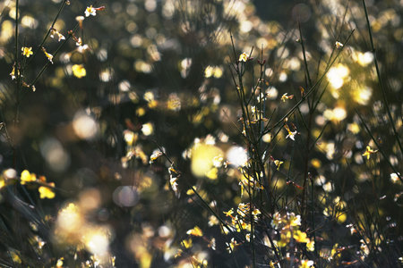Yellow spring flowers on the bush with adorable bokeh. Yellow and green background. Sun lightの写真素材