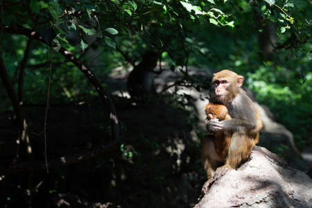 Two monkeys - mother and baby in natural habitat. China, Hainan island. Copy space