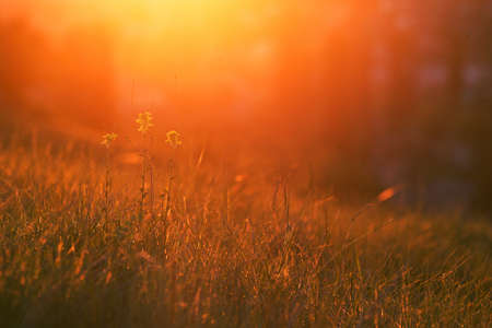 Sunset. Grass and flowers in bright warm rear light. Copy space. Spring, may, Cremeaの写真素材