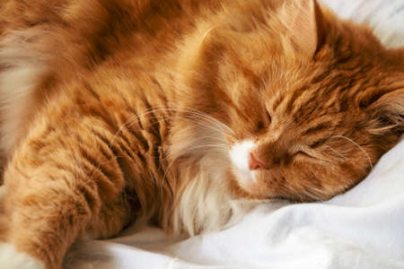 The portrait of red domestic cat which sleeping on white bed.の写真素材