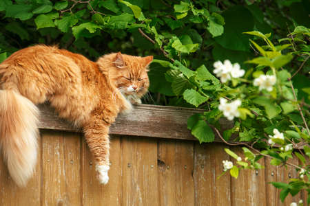 The portrait of red domestic cat sleeping on fence among foliage.の写真素材