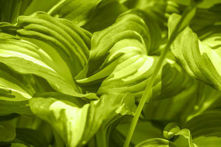 Natural lime green background with fresh leaves of dieffenbachia plant. Closeup.の写真素材
