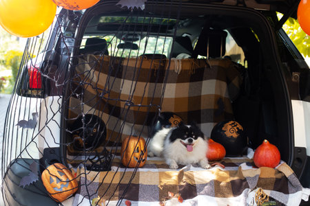 Funny pet dog sitting car trunk decorated Halloween. Toy Spitzの写真素材