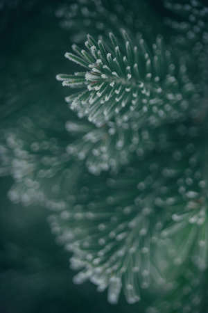 Dark Christmas New Year background frozen Christmas tree texture