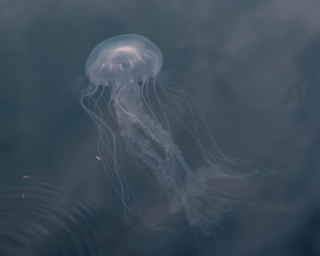Jellyfish swimming close to surface  s seen from the walkway near Peir 5 in Baltimore's Innter...