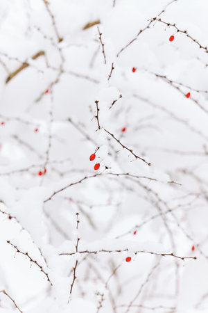 Itâs peaceful and quiet on hiking trails after snow storm in Pittsburgh, Western Pennsylvania. Snow covered trees provide a perfect setting for a fairy tale outdoors  adventure.の写真素材