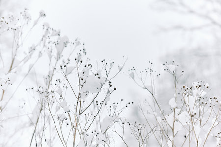 Itâs peaceful and quiet on hiking trails after snow storm in Pittsburgh, Western Pennsylvania. Snow covered trees provide a perfect setting for a fairy tale outdoors  adventure.の写真素材