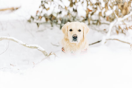 English Cream Golden Retriever is having the time of his life after snowfall in Pittsburgh, Western Pennsylvania. Keep calm and have fun.の写真素材