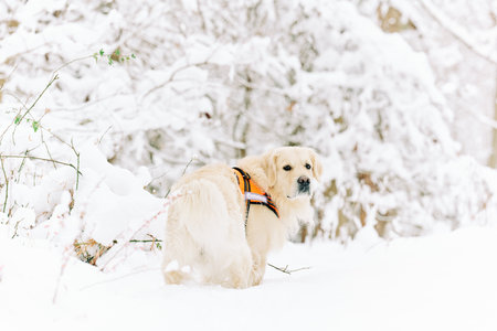 English Cream Golden Retriever is having the time of his life after snowfall in Pittsburgh, Western...